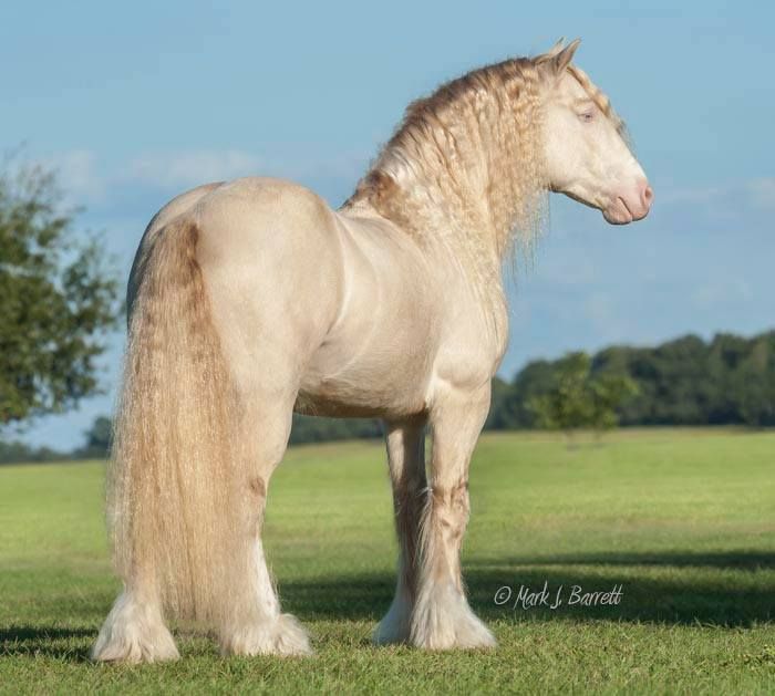 a large white horse standing on top of a lush green grass covered field with trees in the background