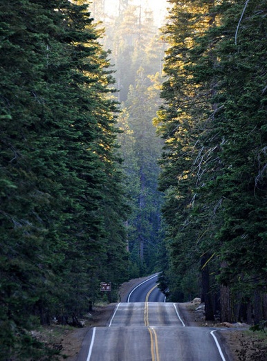 a narrow road surrounded by tall trees in the middle of it's own forest