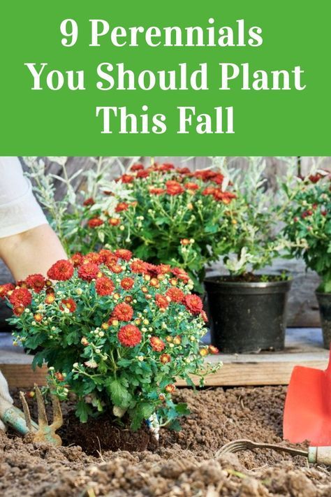 some potted plants with the words 9 perennials you should plant this fall