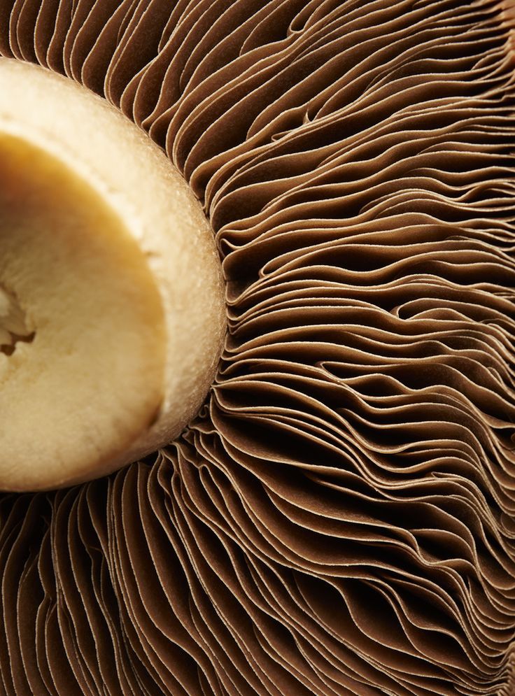 a close up view of the inside of a mushroom