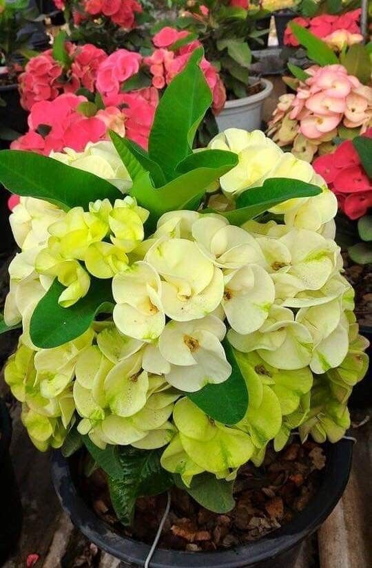 several potted plants with yellow and red flowers