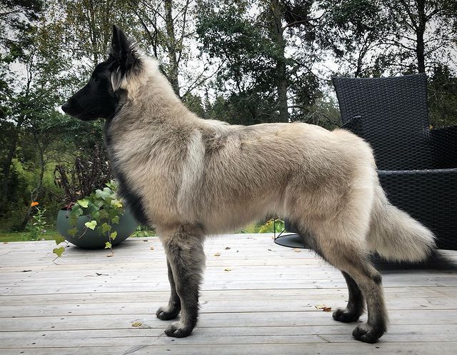 a large dog standing on top of a wooden deck