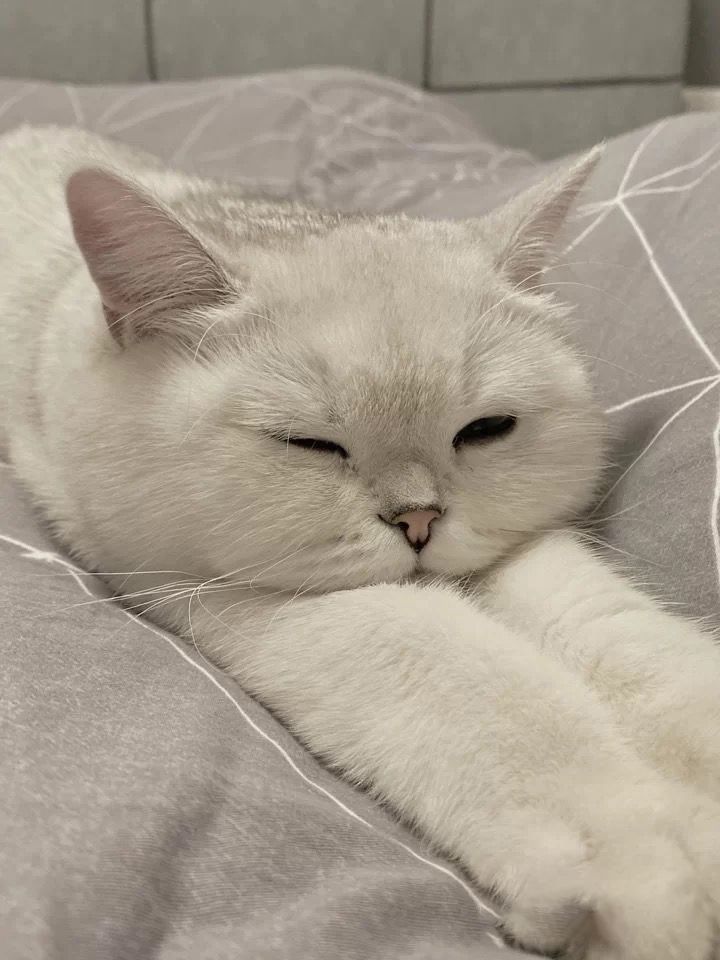 a white cat laying on top of a bed with its eyes closed and it's head resting on the pillow