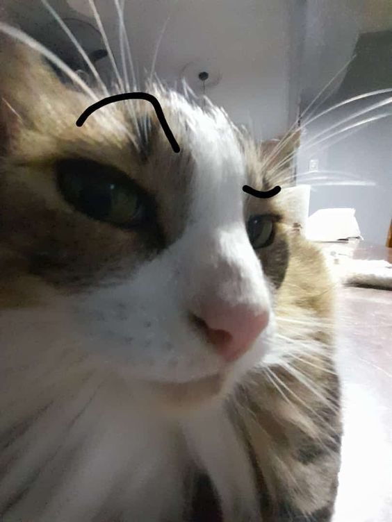 a cat with a black line drawn on it's face next to a mirror