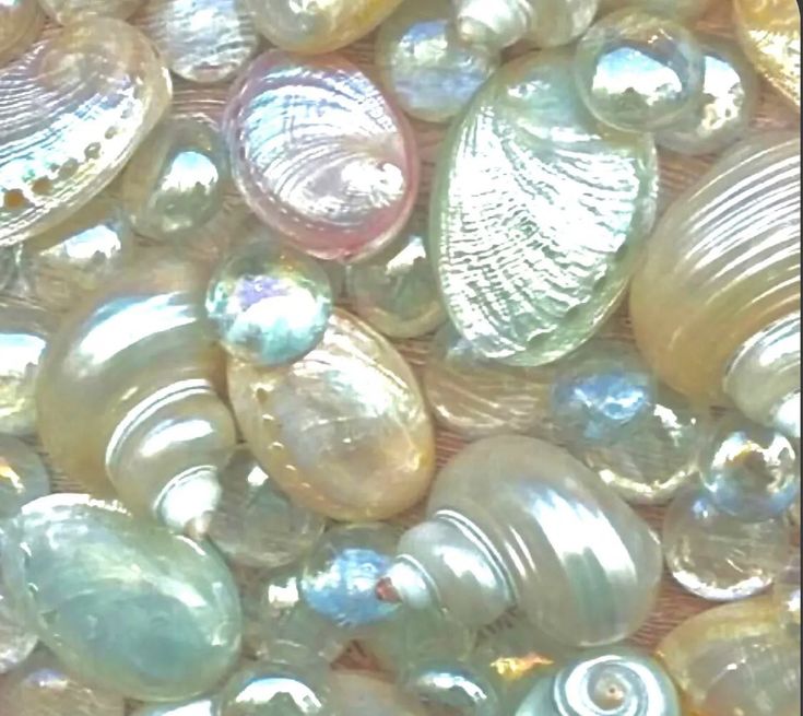 many different types of seashells are shown in this close up photo, including one shell