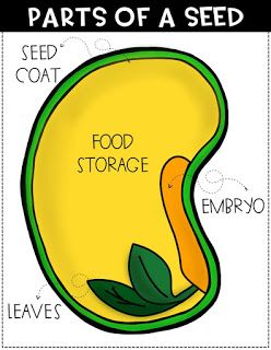 the parts of a seed plant and what they are used to grow seeds in them