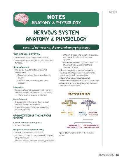 the anatomy and function of nervous systems in an organ system, with text on it