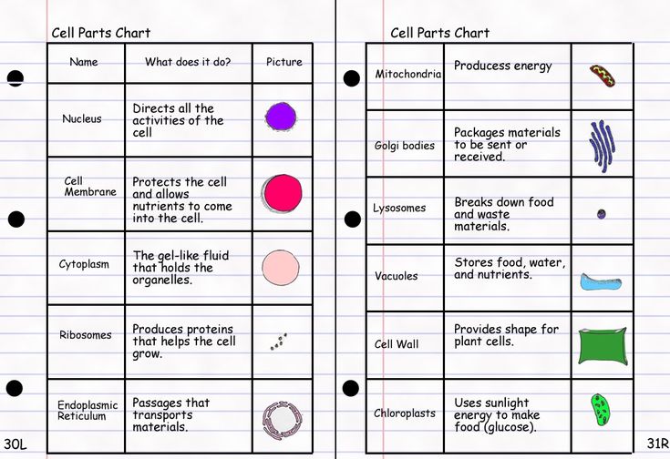 the diagram shows how to use cell phones and other electronic devices in order to study cellular systems