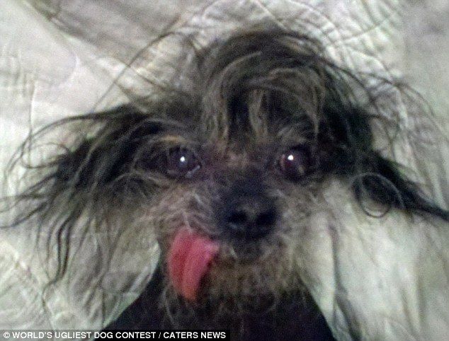 a close up of a dog with its tongue hanging out