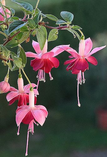 pink fuchsia flowers hanging from a tree branch