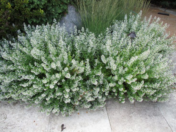 a plant with white flowers and green leaves on the ground next to some bushes in a garden