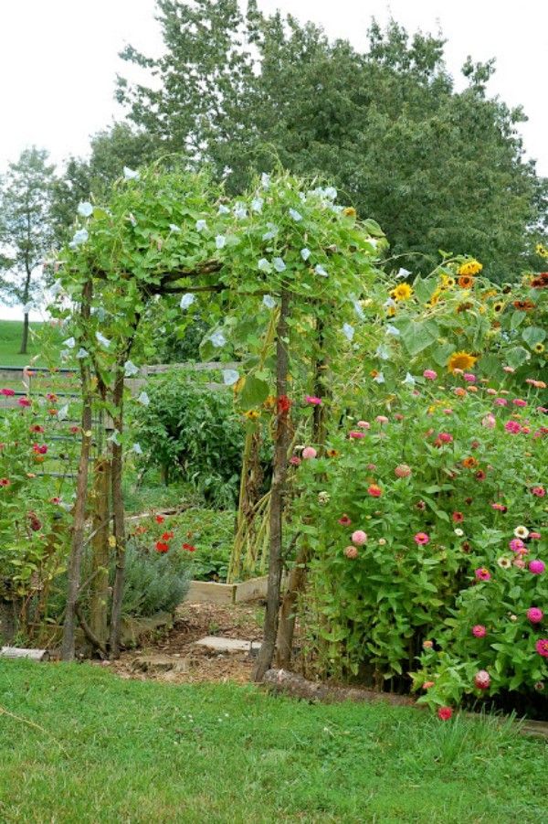 an outdoor garden with various plants and flowers