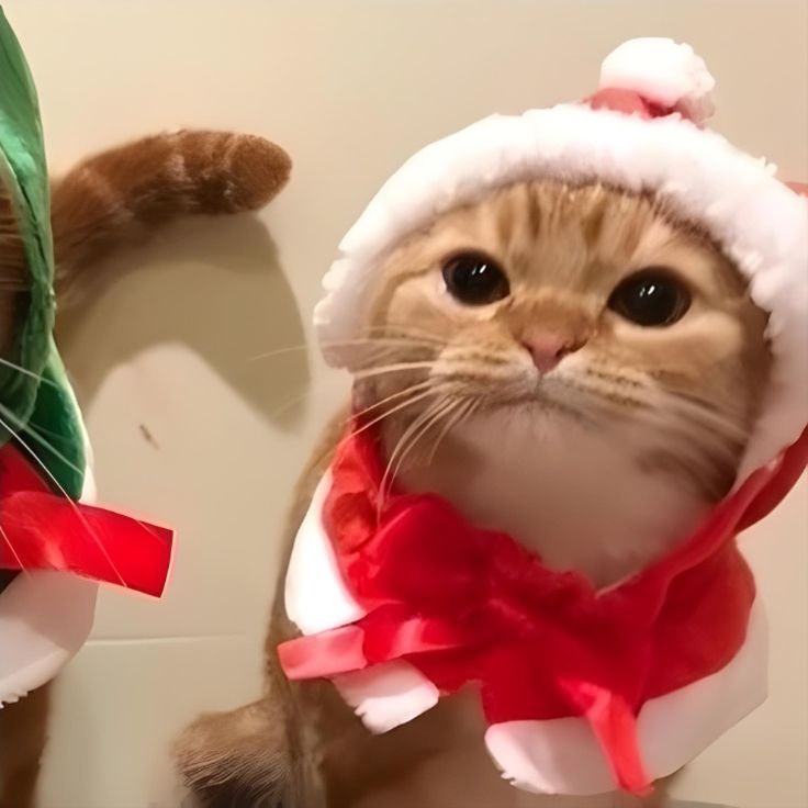 two cats dressed up as santa clause and elf