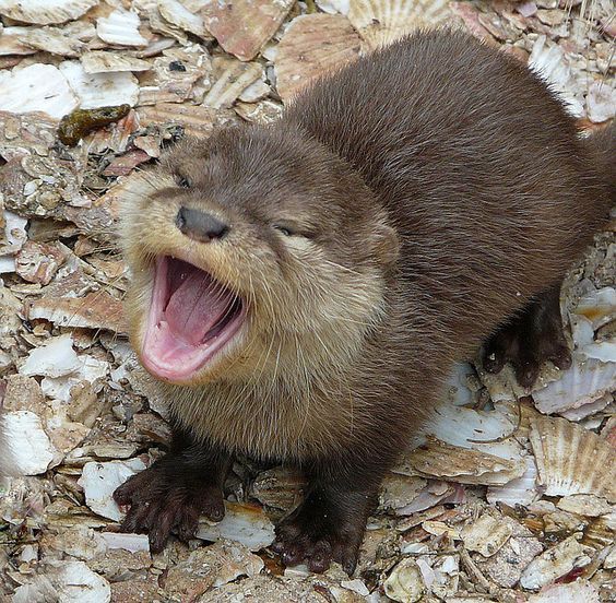 an animal that is yawning while standing on some rocks and gravel with its mouth open