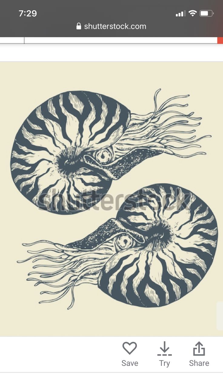 an image of two nautishes with long tentacles on them, in blue and white