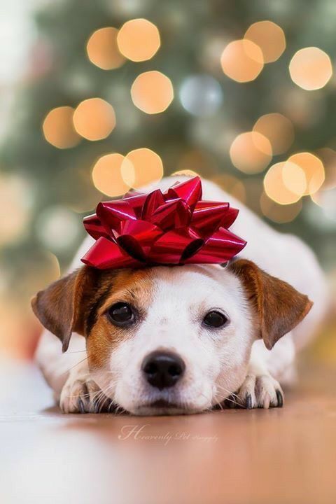 a dog laying on the floor with a red bow on it's head looking at the camera