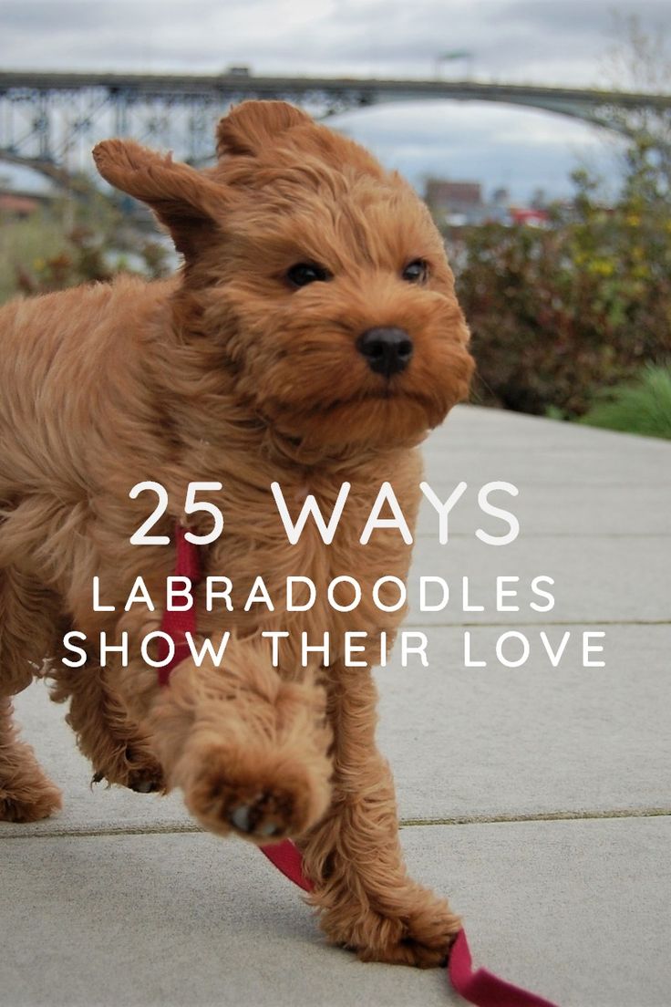 a small brown dog running across a sidewalk with the words 25 ways labraddoodles show their love