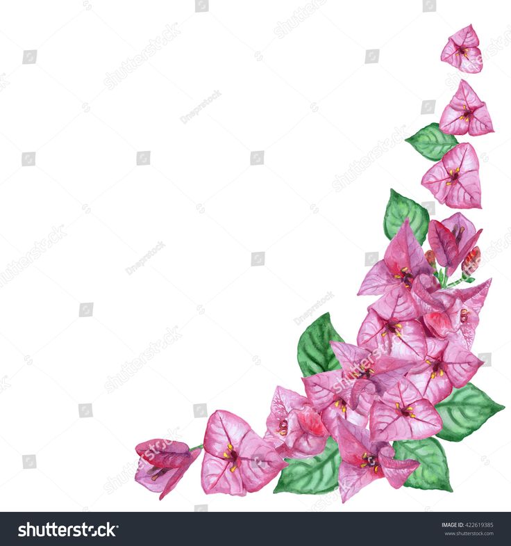 pink flowers with green leaves on white background