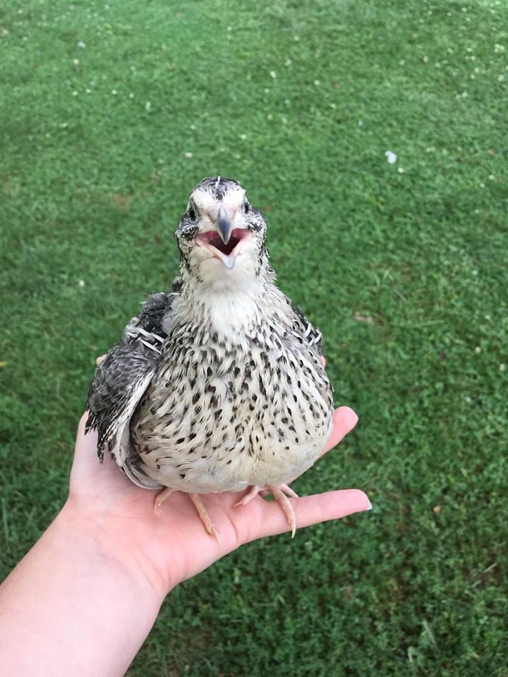 a small bird sitting on the palm of someone's hand in front of green grass