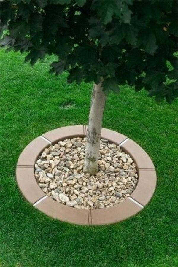 a small tree in a circular planter with rocks around it and a green lawn behind it