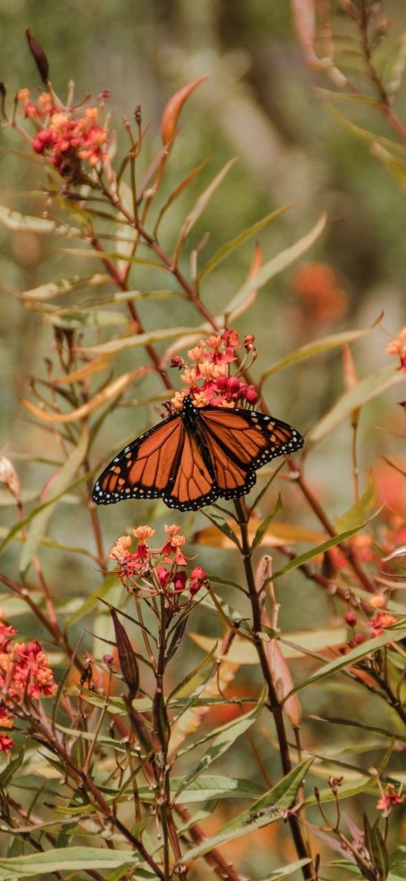 a butterfly that is sitting on some flowers