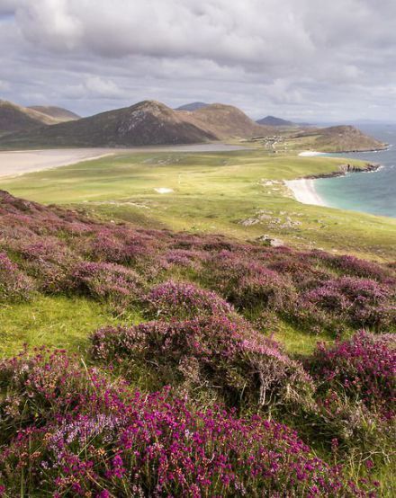 purple flowers growing on the side of a grassy hill next to an ocean and mountains