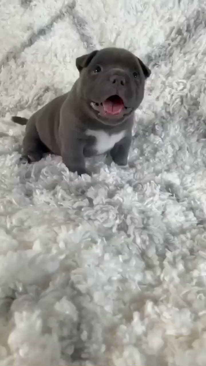 a small dog sitting on top of a white rug