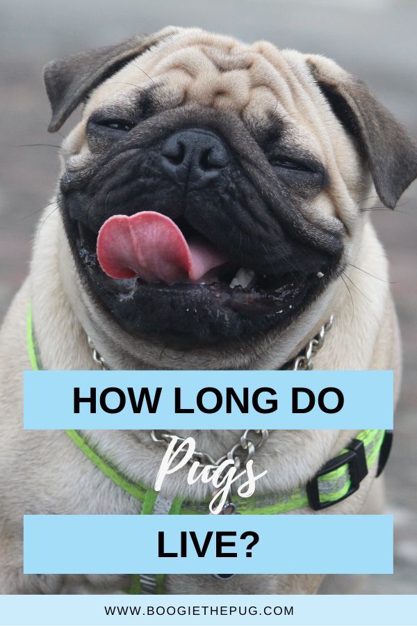 a pug dog with its tongue out and the words, the best pag memes on the internet