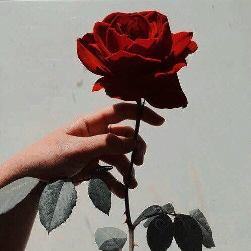 a person's hand holding a red rose in front of a white sky background