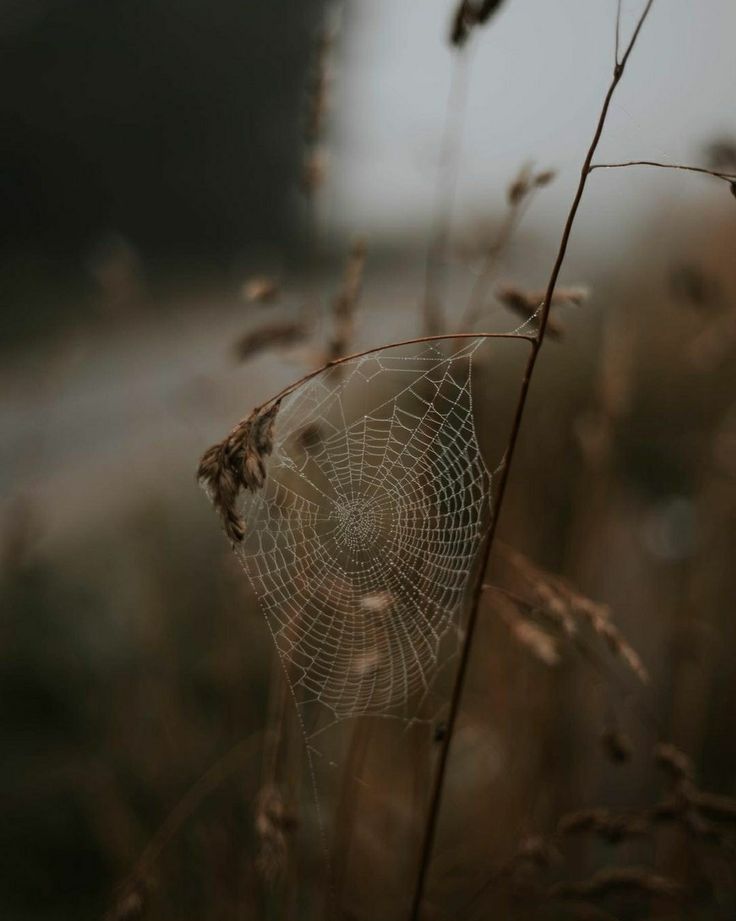 a spider web sits in the middle of some tall grass near a road on a foggy day