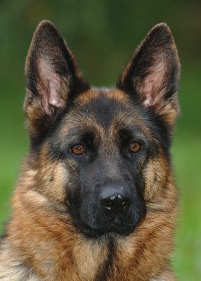 a close up of a german shepherd dog looking at the camera with grass in the background