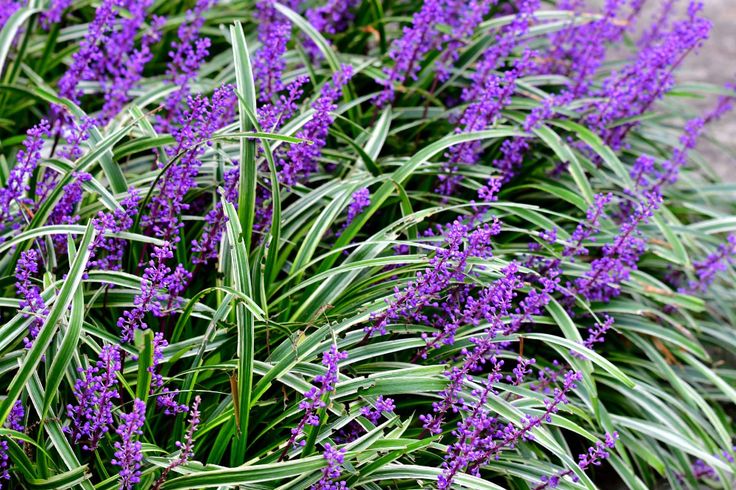 purple flowers are blooming in the garden