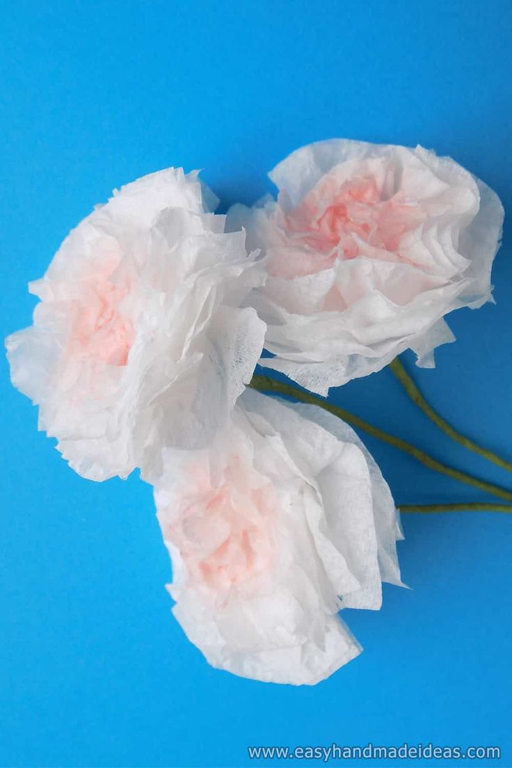 three white flowers with pink centers on a blue background, one is folded in tissue paper