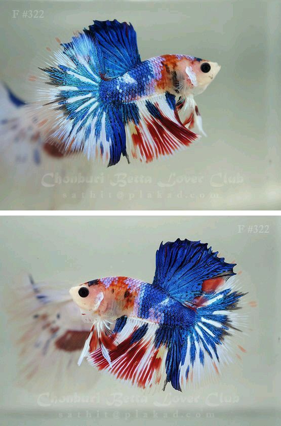 two pictures of a siamese fish in different stages of being released from the water