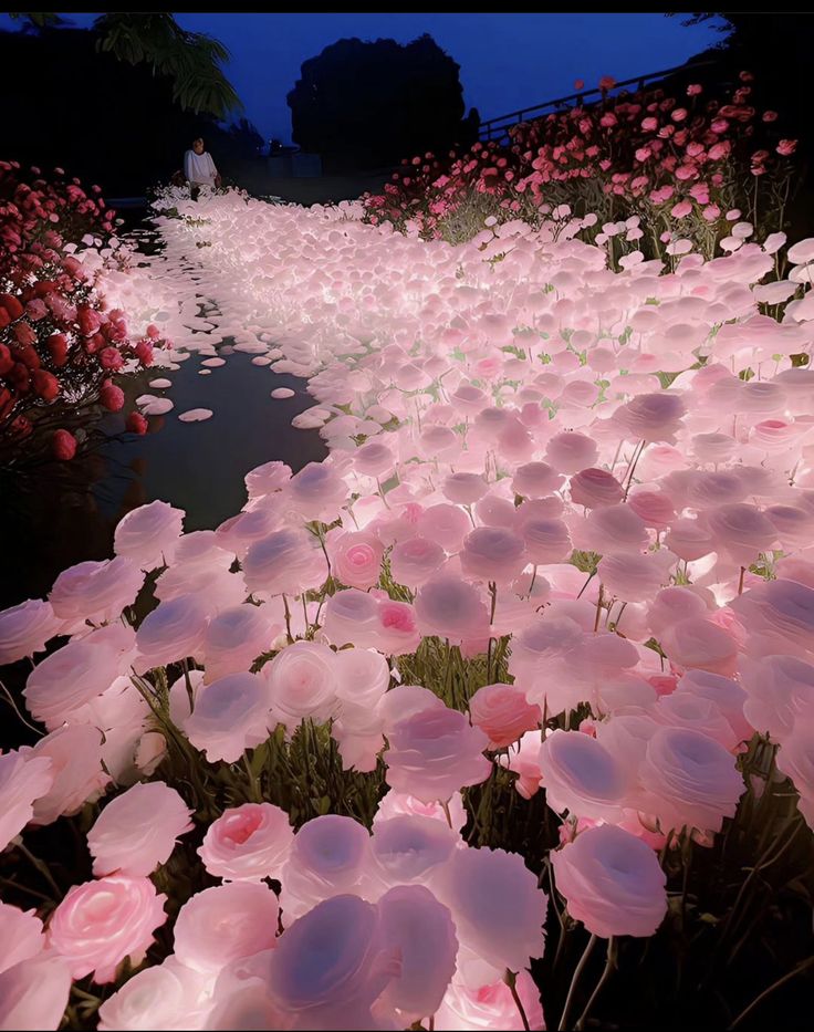 many pink flowers are growing in the water