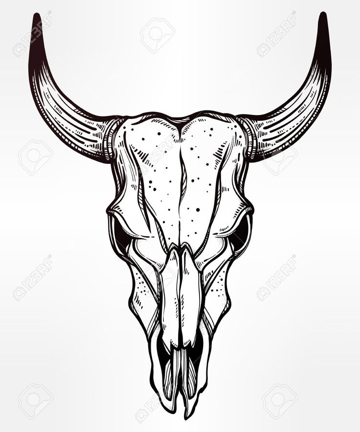 a bull's skull with long horns on a white background