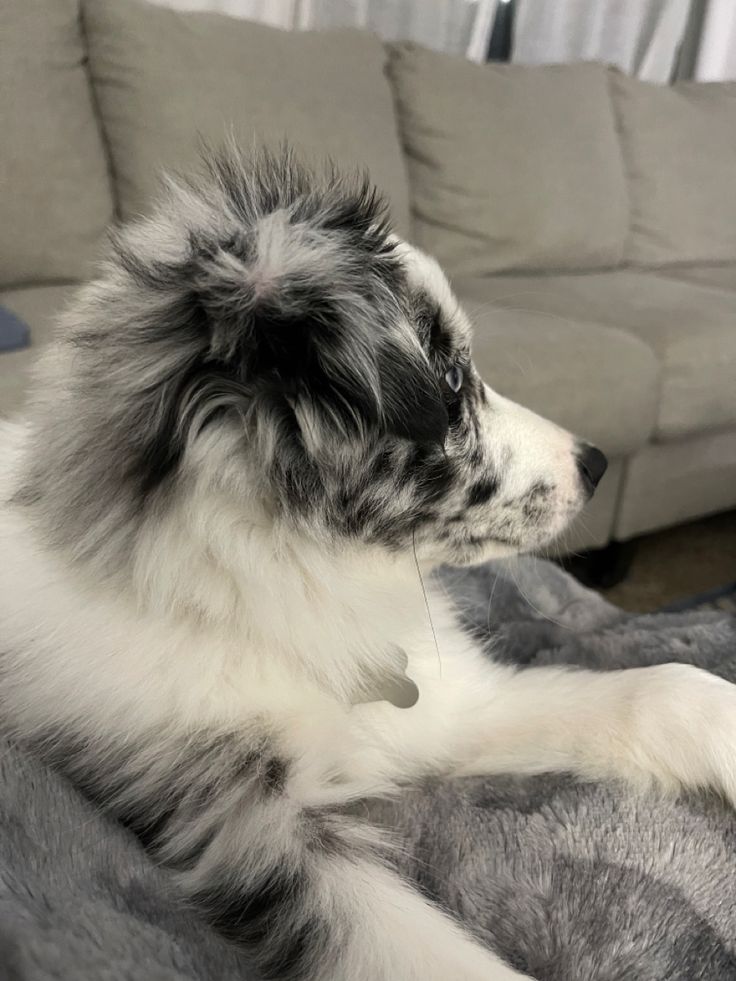 a fluffy dog laying on top of a gray and white blanket next to a couch