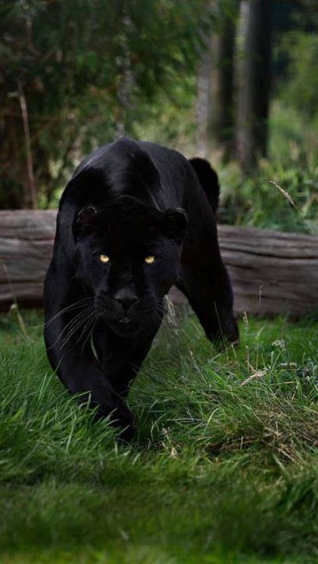 a black panther walking across a grass covered field