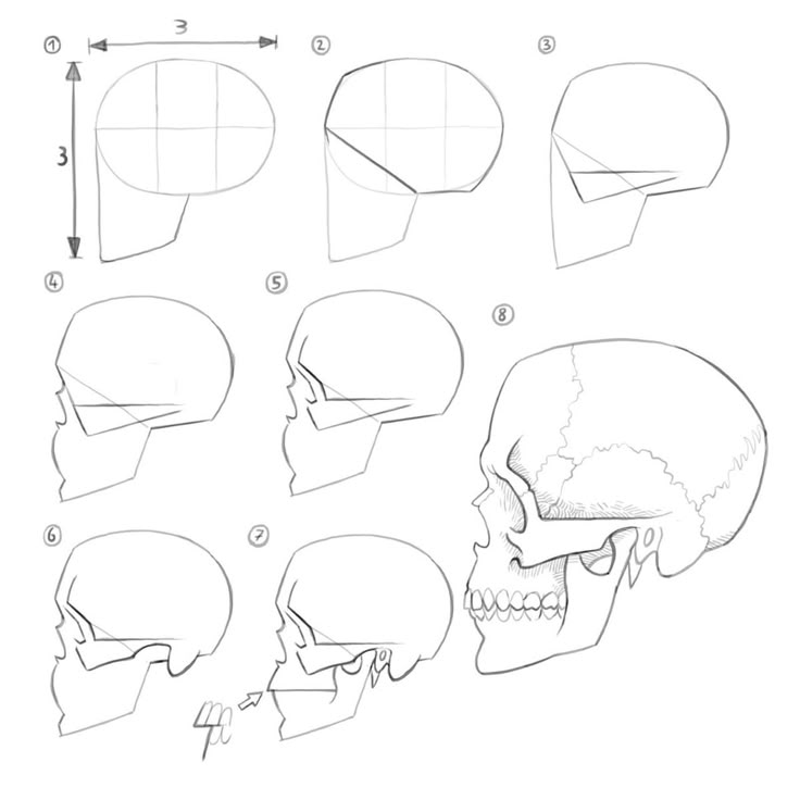 how to draw a human skull with different angles and head shapes, including the lower half of