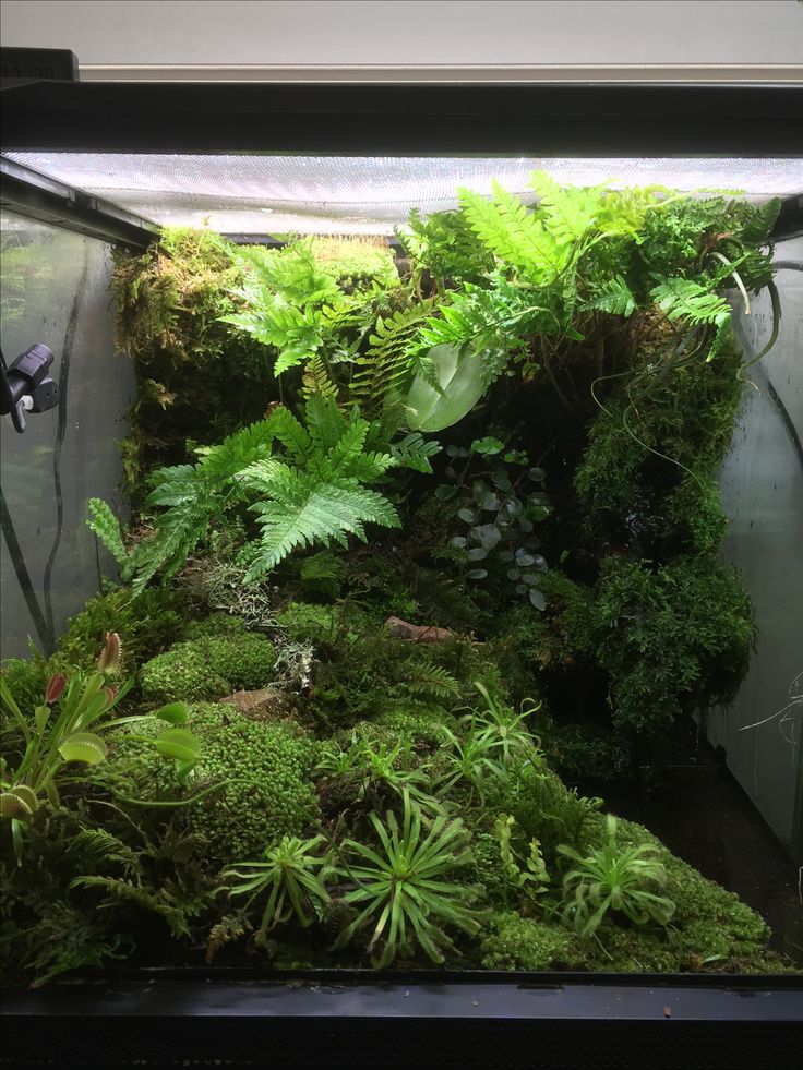 an aquarium filled with lots of green plants and moss growing on the side of it