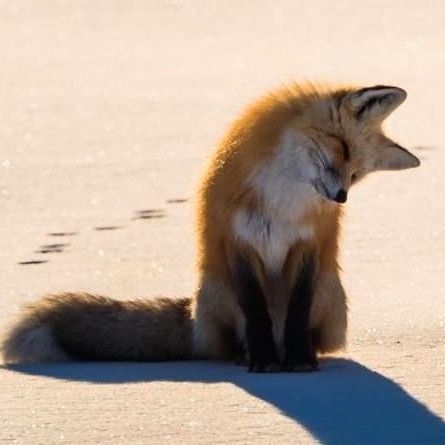 a fox sitting on the ground with its eyes closed