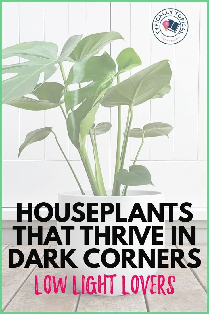 houseplants that thrve in dark corners low light covers