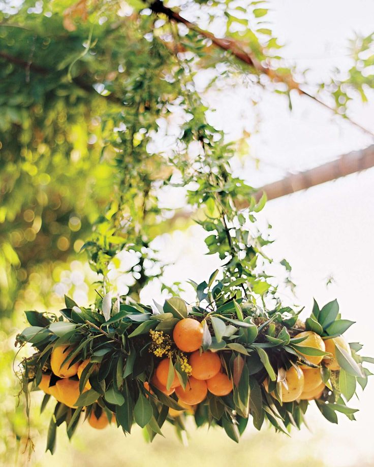 some oranges hanging from a tree with green leaves and branches in the foreground