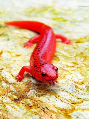 a red and black lizard sitting on top of a rock