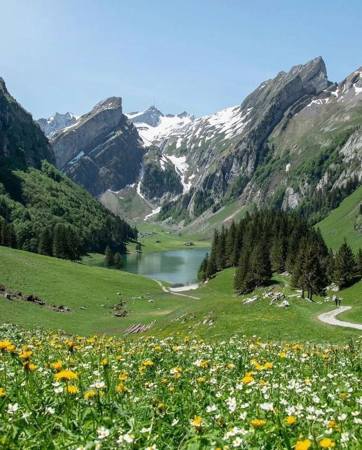 the mountains are covered in snow and green grass with yellow dandelions on them