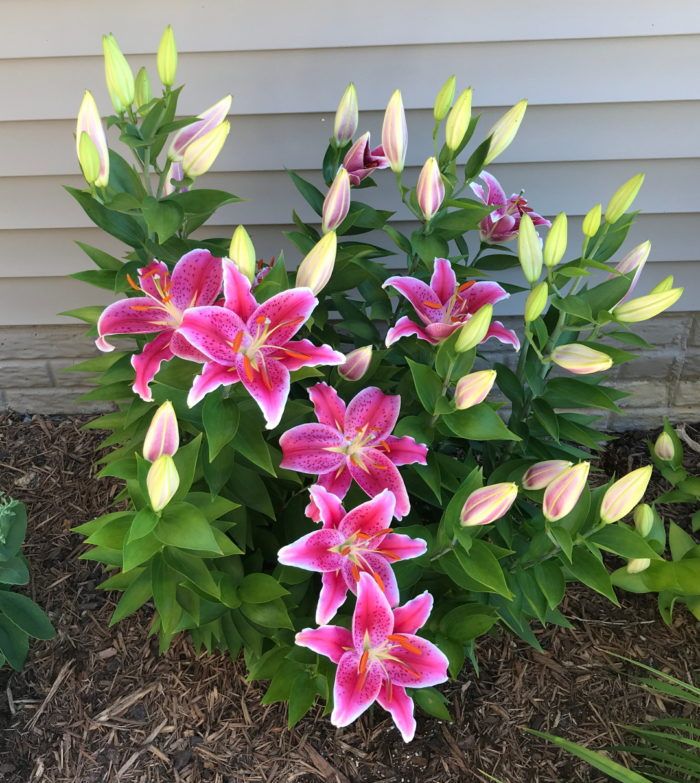 pink and yellow flowers in front of a house