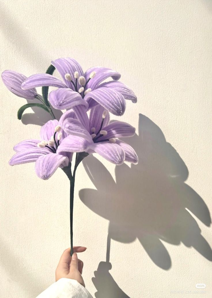 a hand holding a purple flower in front of a shadow on a white wall,