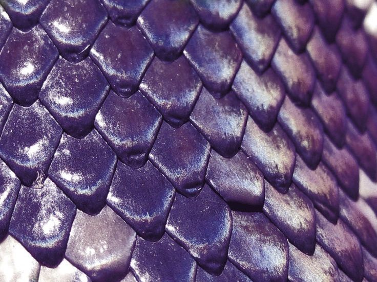 closeup of purple snake skin with drops of water on the scales, as seen from above