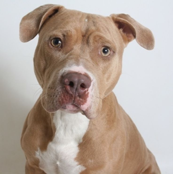 a brown and white dog sitting on top of a floor