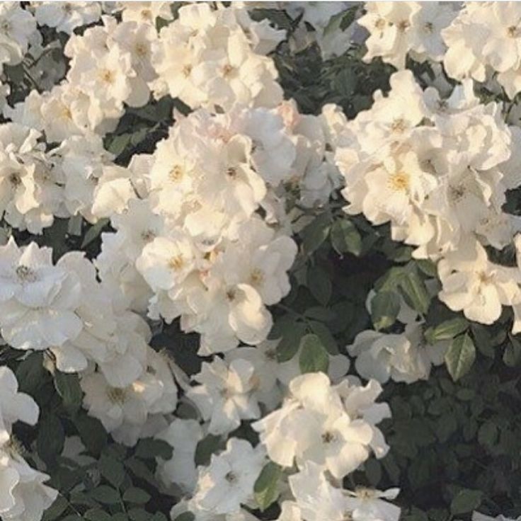 white flowers are blooming in the garden